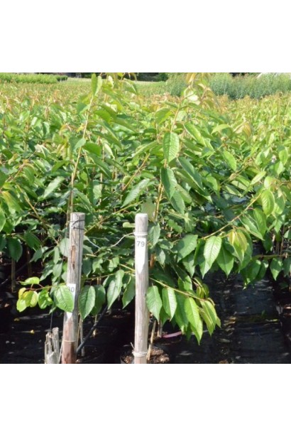 Черешня Гігант Ред - саджанці в контейнері в садовому центрі